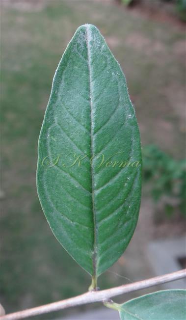 Leaf (Adaxial view)